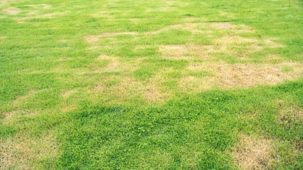 Patchy Lawn Solutions Fredericton