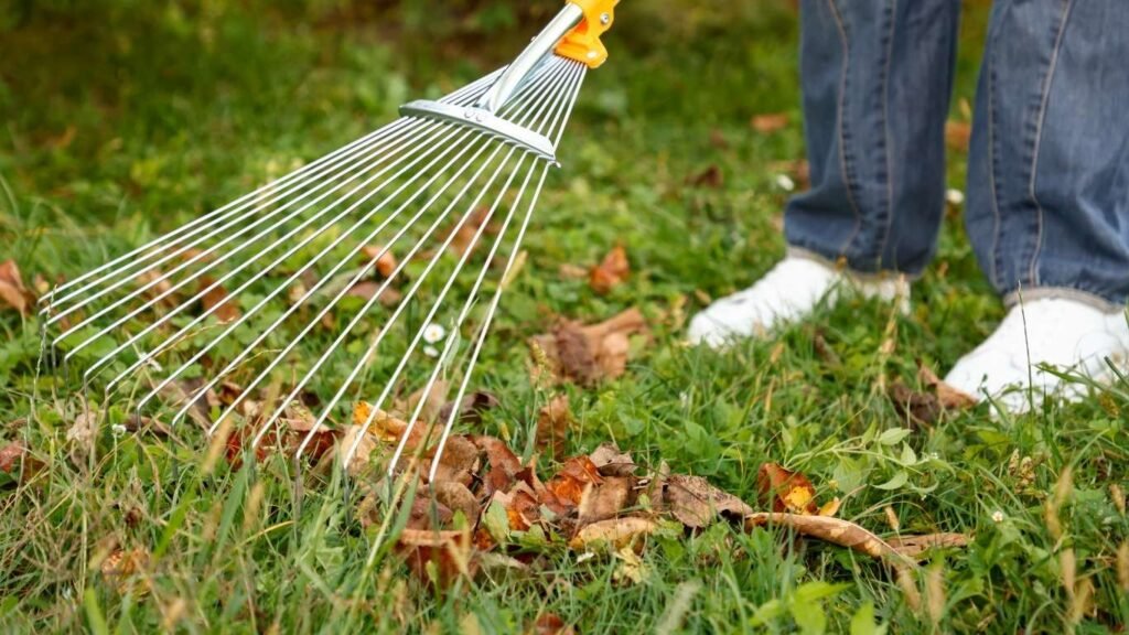 spring lawn clean up Fredericton