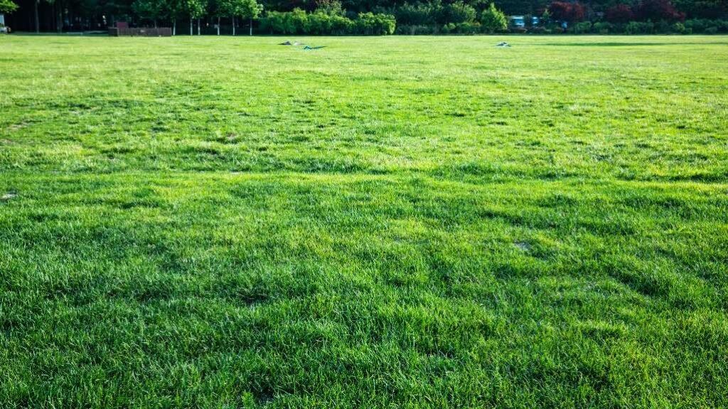 When to Dethatch Lawn in Fredericton