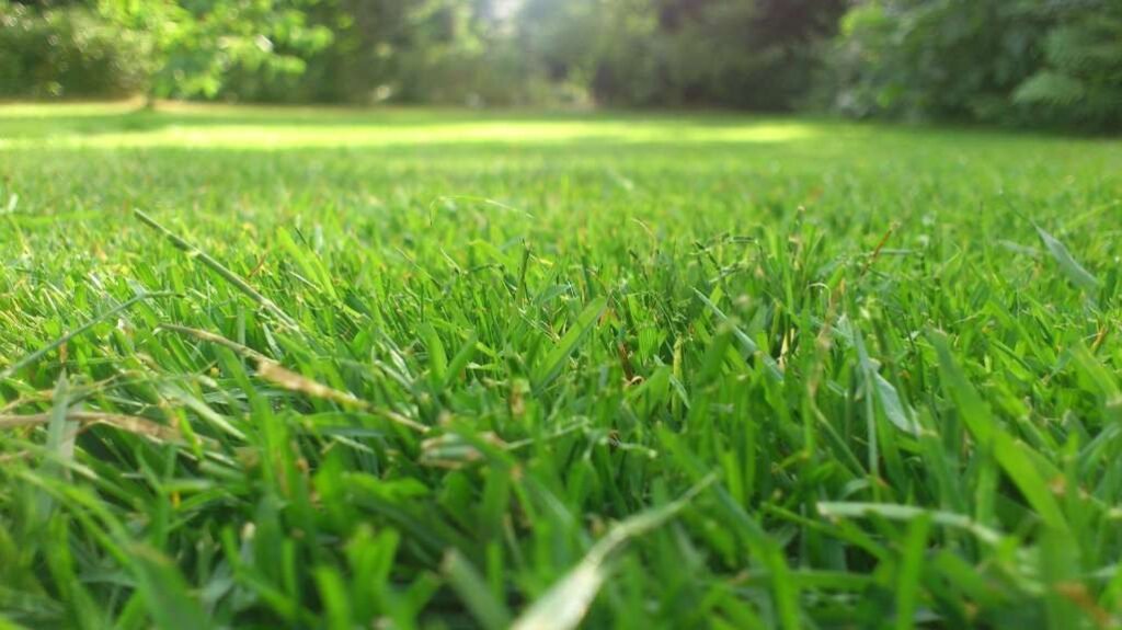 Should You Overseed Grass in Spring or Wait Until Fall?