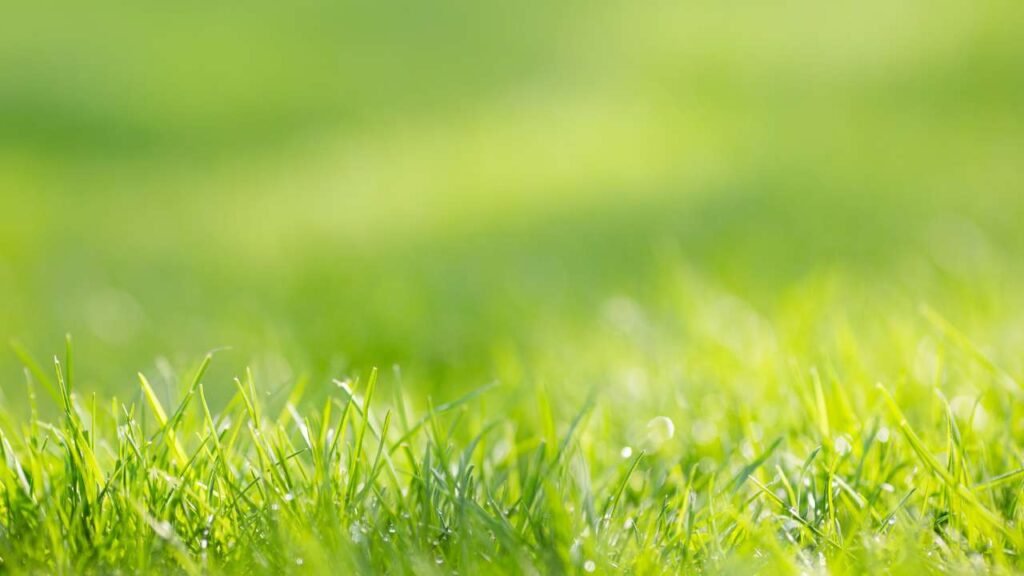 Best Grass Seed for Fall Overseeding in Fredericton