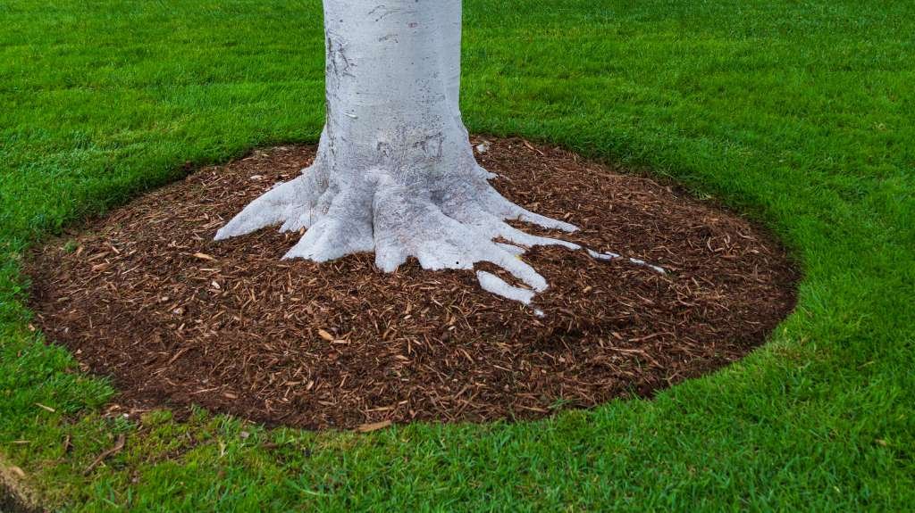 How much Mulch to Add before Freezing Weather
