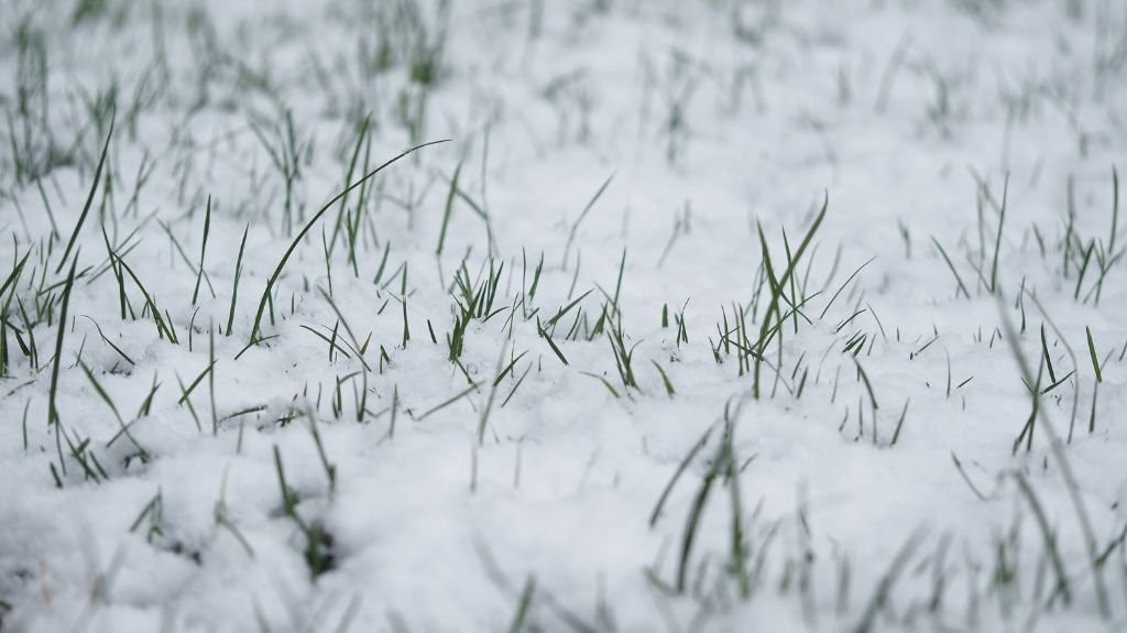 Can Ice Melt Kill Grass?
